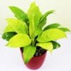 Buy Peace Lily, Spathiphyllum (Golden) Plant - Nursery Nisarga