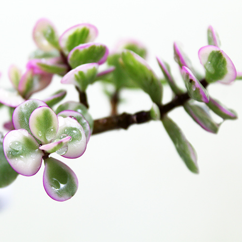 Buy Jade Plant Variegated - Elephant Bush Plant, Portulacaria Afra Variegated, Lucky Plant