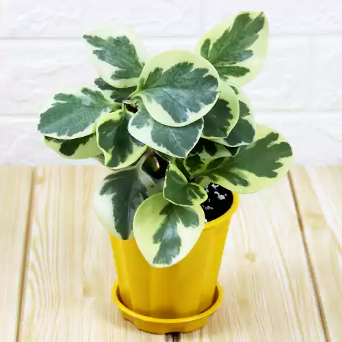 Buy Peperomia plant (Variegated) buy online at Nursery Nisarga