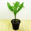 Buy Brahma Kamal, Epiphyllum Oxypetalum, Saussurea Obvallata Online at Nursery Nisarga