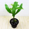 Buy Brahma Kamal, Epiphyllum Oxypetalum, Saussurea Obvallata Online at Nursery Nisarga