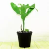 Buy Brahma Kamal, Epiphyllum Oxypetalum, Saussurea Obvallata Online at Nursery Nisarga