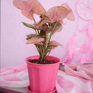 Buy Pink Syngonium neon plant online - Nursery Nisarga