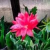 Saussurea obvallata - Pink Brahma Kamal (ब्रह्म कमल)plant online at nursery nisarga