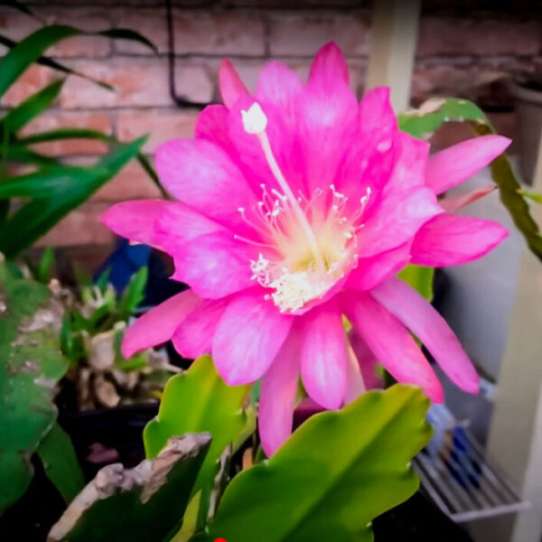 Saussurea obvallata - Pink Brahma Kamal (ब्रह्म कमल)plant online at nursery nisarga