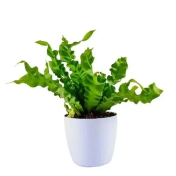 Buy Asplenium Nidus Plant - Nursery Nisarga