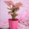 Buy Pink Syngonium neon plant online - Nursery Nisarga