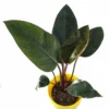 Buy Philodendron Rojo, Red congo plant online - Nursery Nisarga