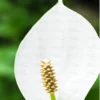 Buy Peace Lily, Spathiphyllum (Golden) Plant - Nursery Nisarga