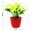 Buy Peace Lily, Spathiphyllum (Golden) Plant - Nursery Nisarga