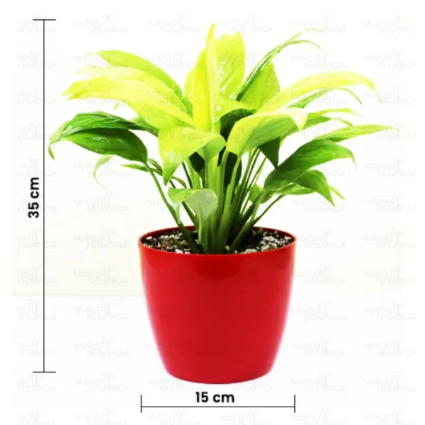 Buy Peace Lily, Spathiphyllum (Golden) Plant - Nursery Nisarga