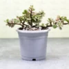 Buy Jade Plant Variegated - Elephant Bush Plant, Portulacaria Afra Variegated, Lucky Plant