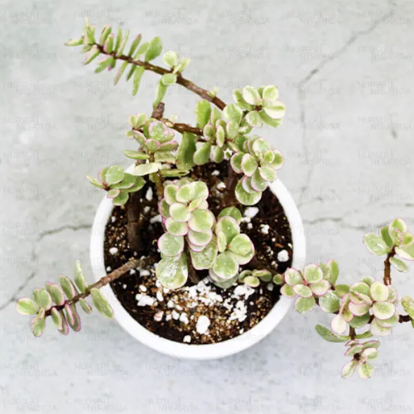 Buy Jade Plant Variegated - Elephant Bush Plant, Portulacaria Afra Variegated, Lucky Plant
