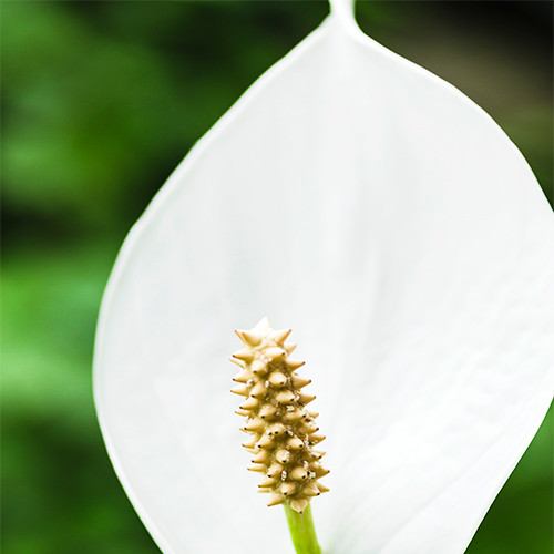 Buy Peace Lily, Spathiphyllum (Golden) Plant - Nursery Nisarga