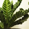 Cobra fern plant available online on Nursery Nisarga