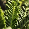 Cobra fern plant available online on Nursery Nisarga