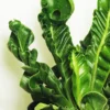 Cobra fern plant available online on Nursery Nisarga