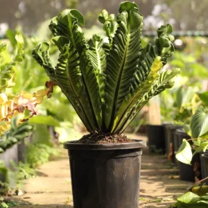 Buy cobra fern plant from Nursery Nisarga