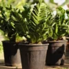 combo of cobra fern plant