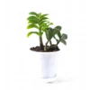 Buy Twisted ZZ Palm, Zamioculcas zamiifolia, Zamiya Palm - 20% off at Nursery Nisarga