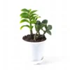 Buy Twisted ZZ Palm, Zamioculcas zamiifolia, Zamiya Palm - 20% off at Nursery Nisarga