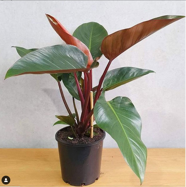 Buy Philodendron Rojo, Red congo plant online - Nursery Nisarga