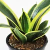 Dwarf Golden Hahnii Sansevieria | "Golden Snake"- Plants