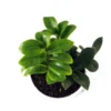 Buy Twisted ZZ Palm, Zamioculcas zamiifolia, Zamiya Palm - 20% off at Nursery Nisarga