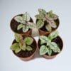 Buy Polka Dot Plant - Nursery Nisarga