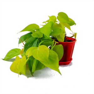 Buy Philodendron Oxycardium Golden Plant - Nursery Nisarga