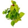 Buy Philodendron Oxycardium Golden Plant - Nursery Nisarga