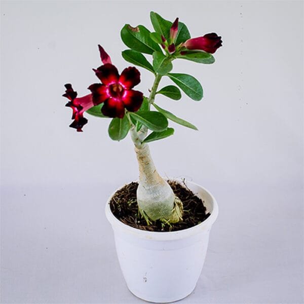 Buy Adenium, Desert Rose - plant