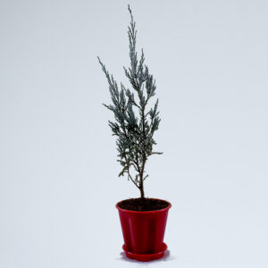 Buy Silver Pine Plant - Nursery Nisarga
