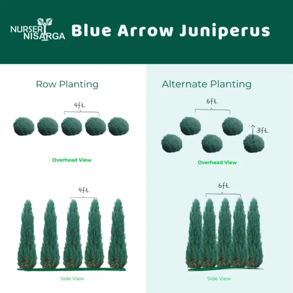 Blue Arrow Juniperus Arrangement by Nursery Nisarga