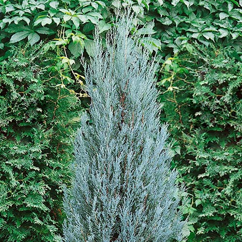 Buy Blue arrow Juniperus, (Wichita Blue) Plant - Nursery Nisarga