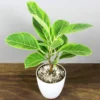 Buy Ficus Elastica Lemon Lime, Rubber Plant - Nursery Nisarga