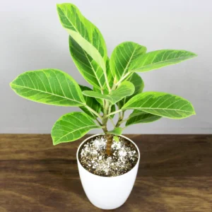 Buy Ficus Elastica Lemon Lime, Rubber Plant – Nursery Nisarga