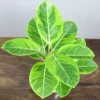 Buy Ficus Elastica Lemon Lime, Rubber Plant - Nursery Nisarga