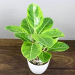 Buy Ficus Elastica Lemon Lime, Rubber Plant - Nursery Nisarga