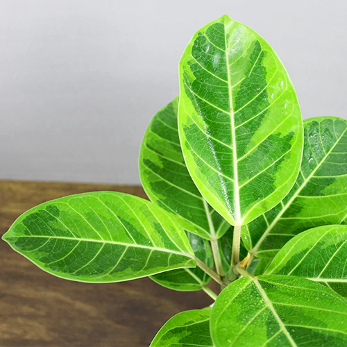Buy Ficus Elastica Lemon Lime, Rubber Plant - Nursery Nisarga