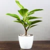 Buy Ficus Elastica Lemon Lime, Rubber Plant - Nursery Nisarga