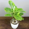 Buy Ficus Elastica Lemon Lime, Rubber Plant - Nursery Nisarga