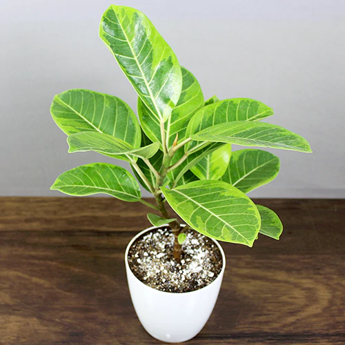 Buy Ficus Elastica Lemon Lime, Rubber Plant - Nursery Nisarga