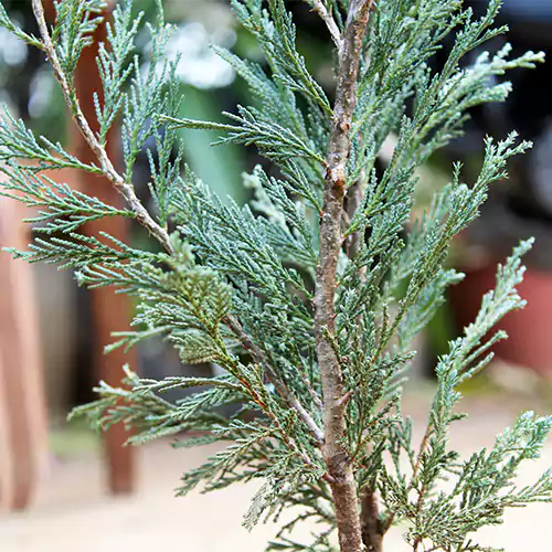 Buy Blue arrow Juniperus, (Wichita Blue) Plant - Nursery Nisarga