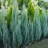 Buy Blue arrow Juniperus Plant - Nursery Nisarga