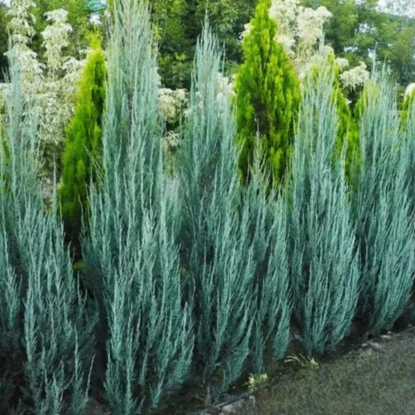Buy Blue arrow Juniperus Plant - Nursery Nisarga