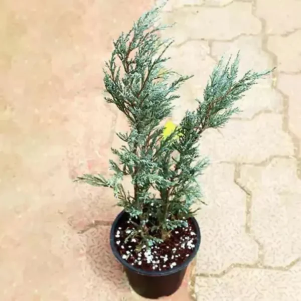 Blue Arrow Juniperus plant