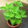 Buy Ajwain Plant Online at best price in india - Nursery Nisarga