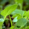 Ajwain Plant