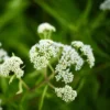 Ajwain Plant Flower